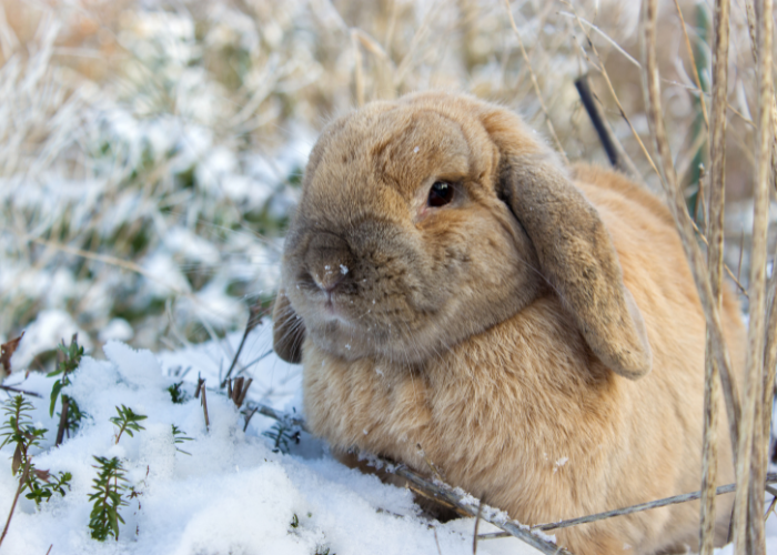 Kaninchen Außenhaltung im Winter