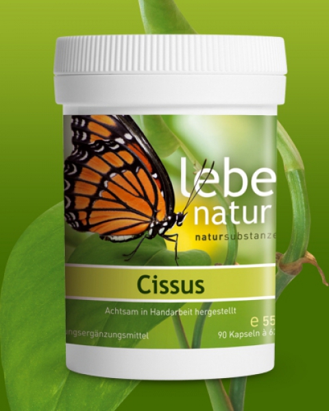 lebe natur® Cissus 90er